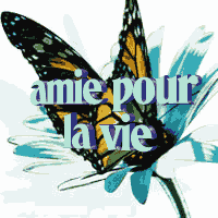 pour toi abdellah
